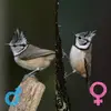 The crest of the **female** is shorter than that of the male.
